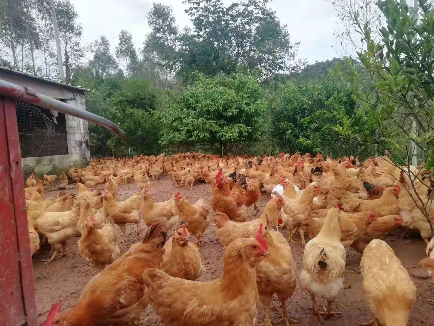 鸡拉白色粪便什么药是什么病